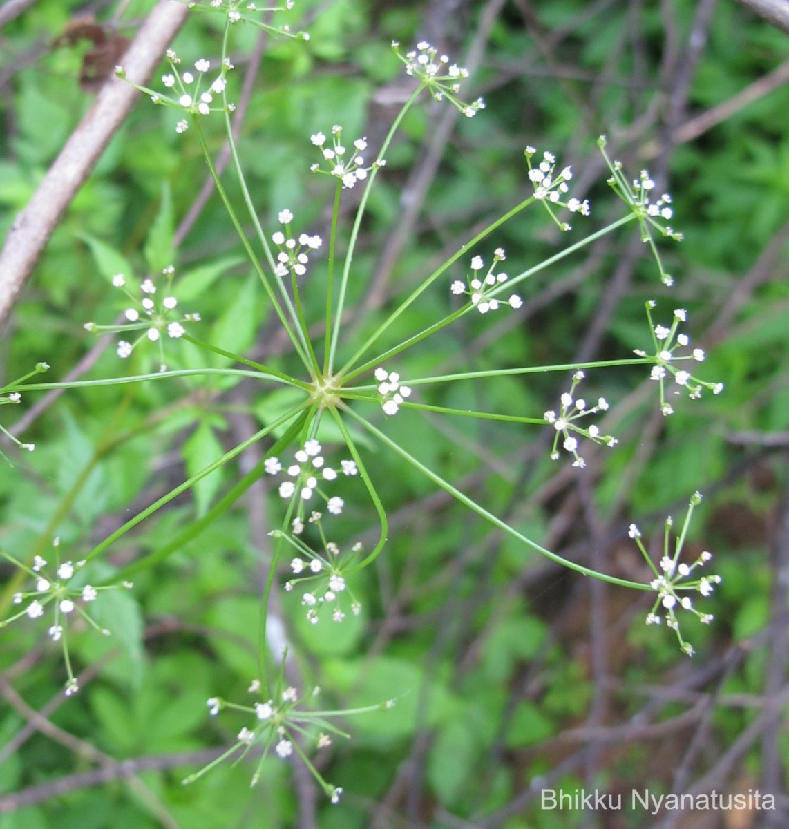 Pimpinella heyneana (DC.) Benth. & Hook.f.